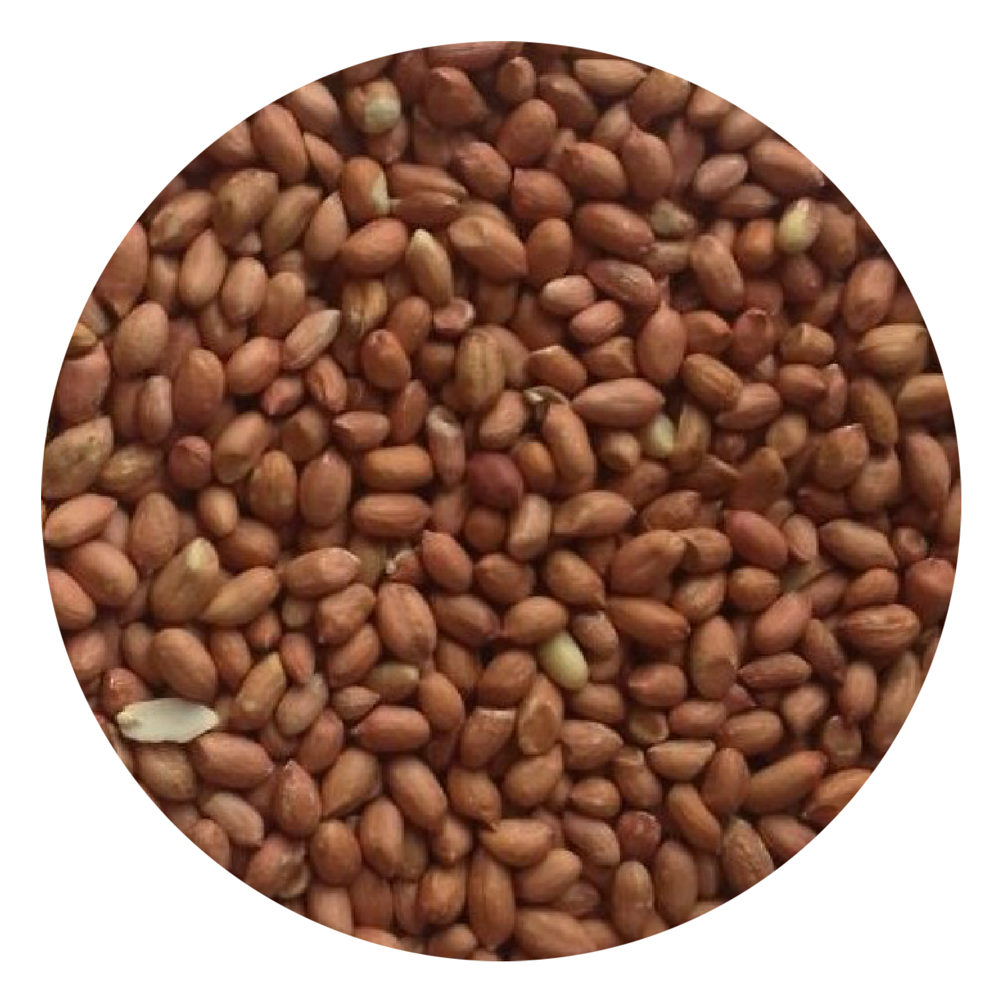 Beattie's Wild Bird Premium Peanuts 25kg - Image 2