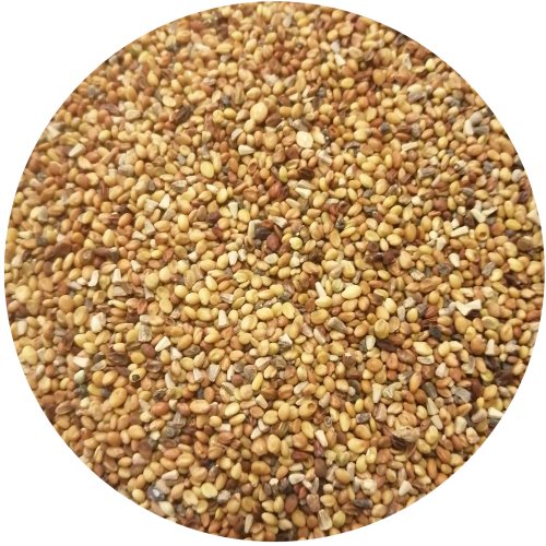 Clover Seed 1kg